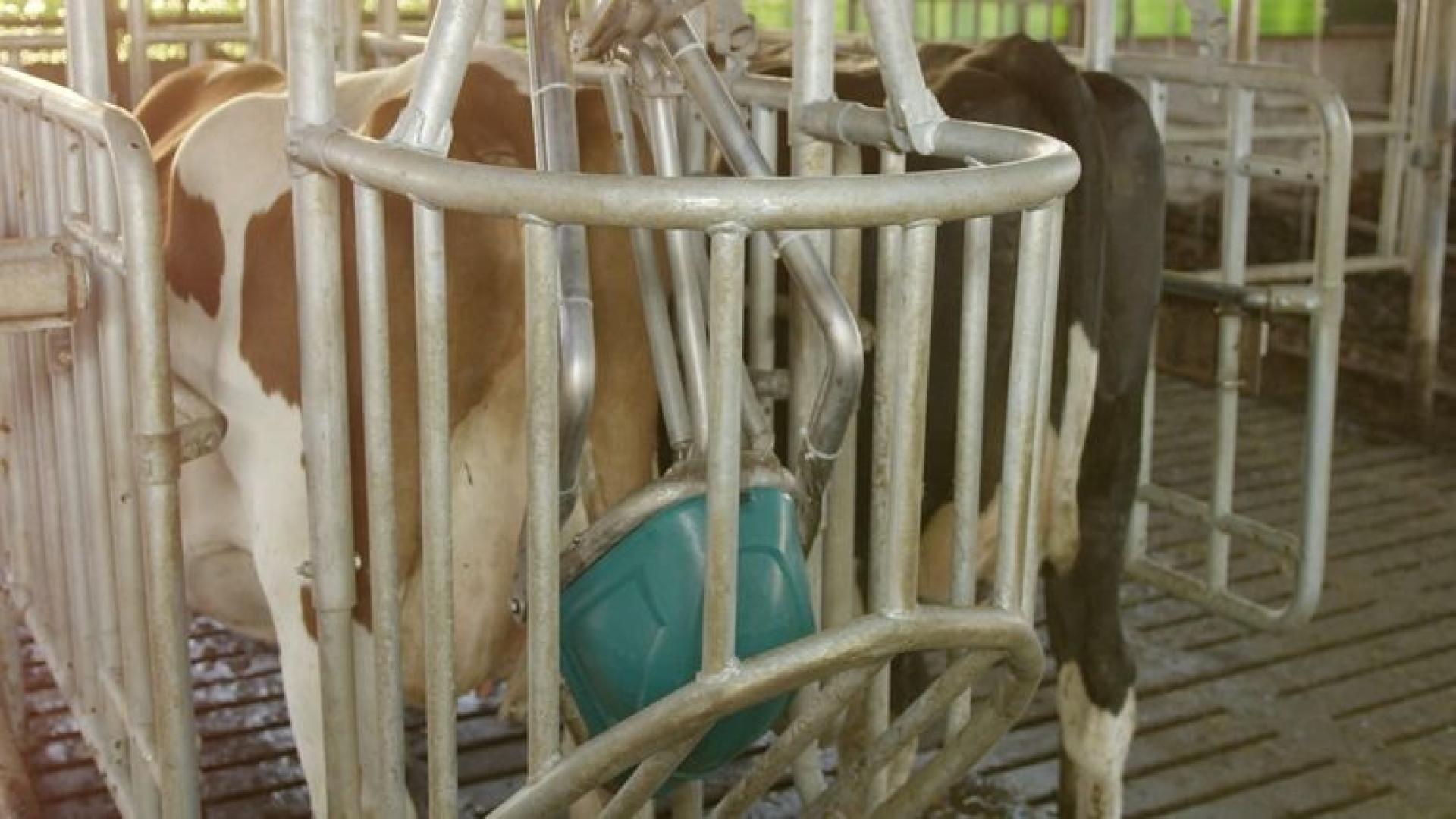 CowToilet van Hanskamp erkend als emissiearm systeem